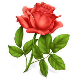 rose